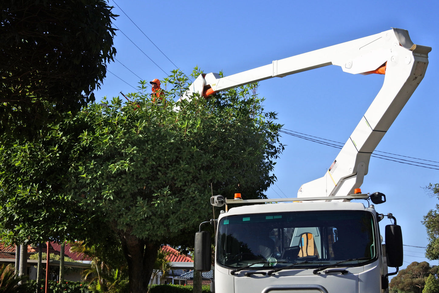 Line Clearance Tree Trimming